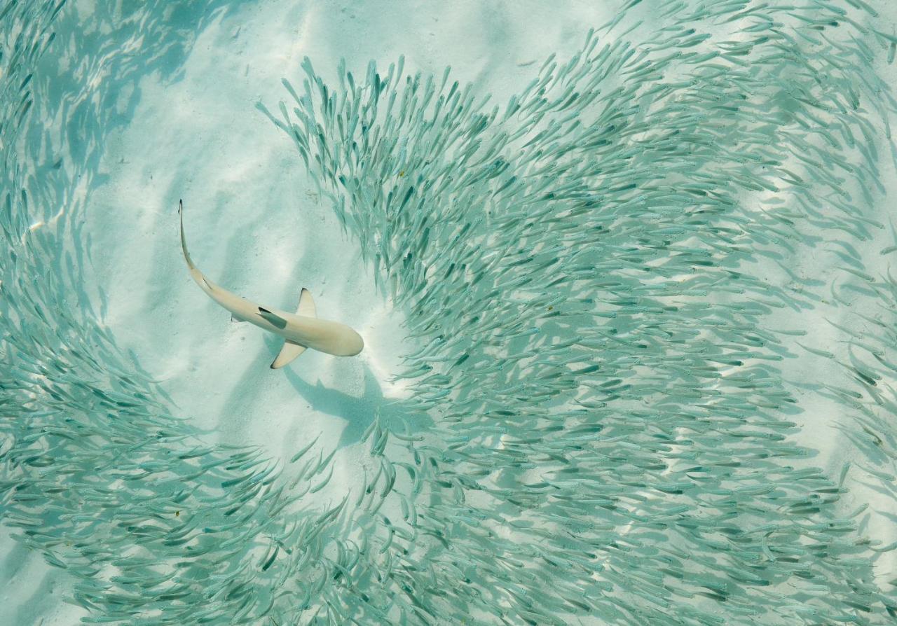 Sun Siyam Iru Fushi: Luxury Maldives Escape with Discounted Seaplane Transfer Hotel Iru Fushi Island Exterior photo